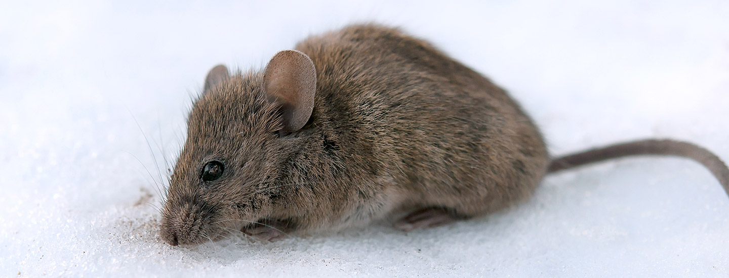 Il topo domestico, un vero flagello nonché vettore di leptospirosi.