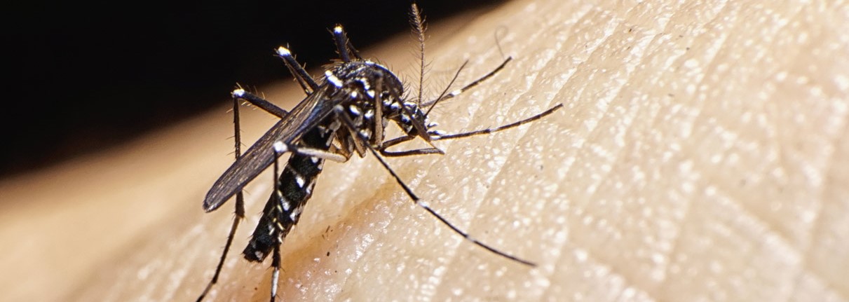 La Zanzara Coreana. Più di 700mila persone a rischio infezioni