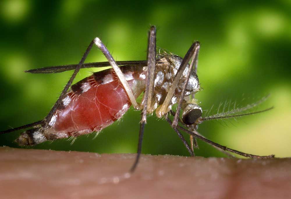 Come eliminare le zanzare